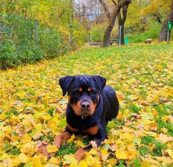 Rottweilerhündin