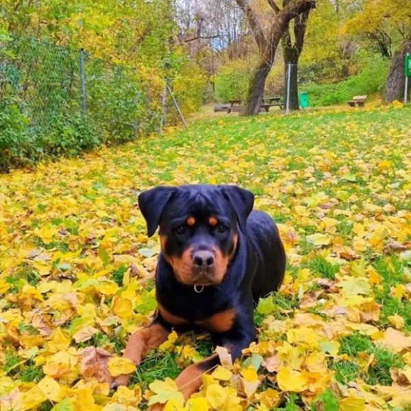 Rottweilerhündin